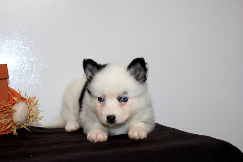 puppy, for, sale, Pomsky, Matthew B. Stoltzfus, dog, breeder, Gap, PA, dog-breeder, puppy-for-sale, forsale, nearby, find, puppyfind, locator, puppylocator, aca